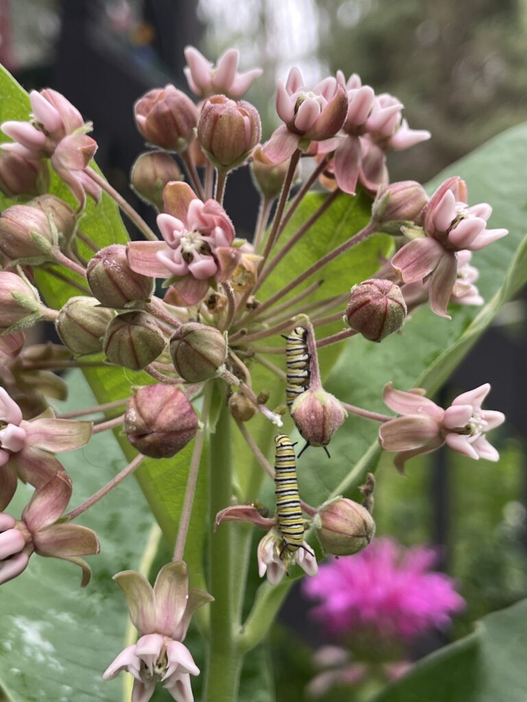 IMG_2939 2 monarch caterpillars on leaves just below milkweed flowers, with a beebalm flower in the background